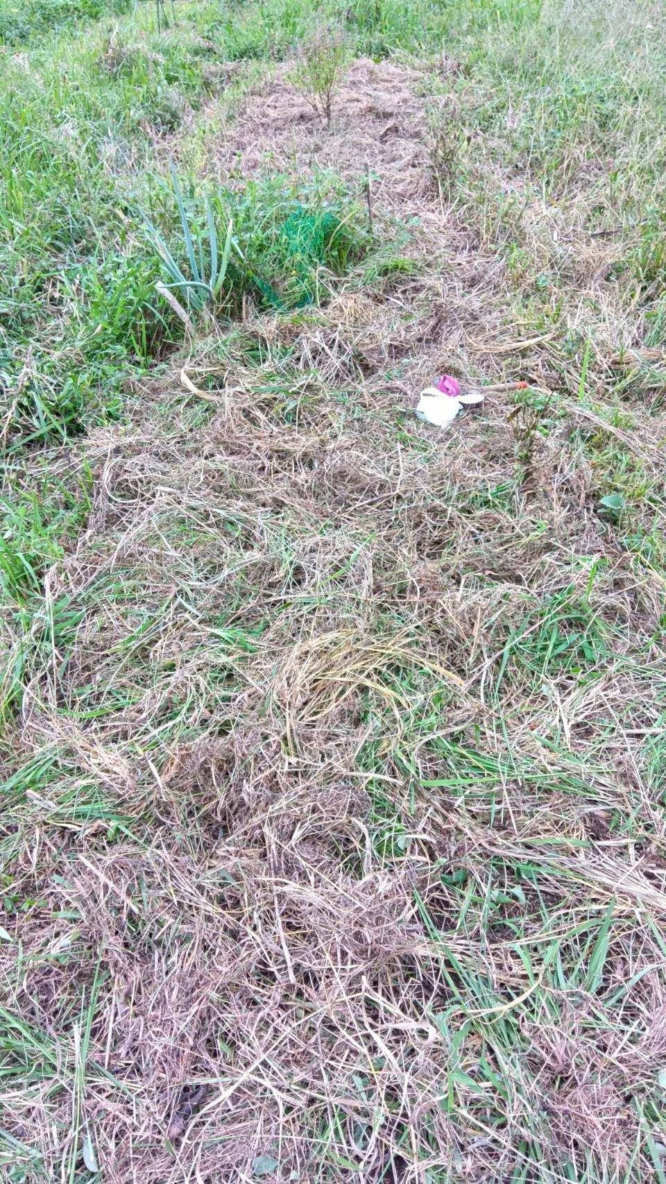 二宮農園 活動記録 2025の写真