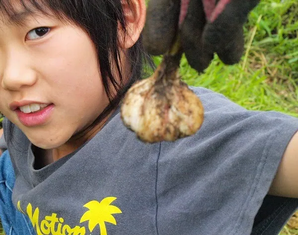 こども農園 活動記録 2019の写真