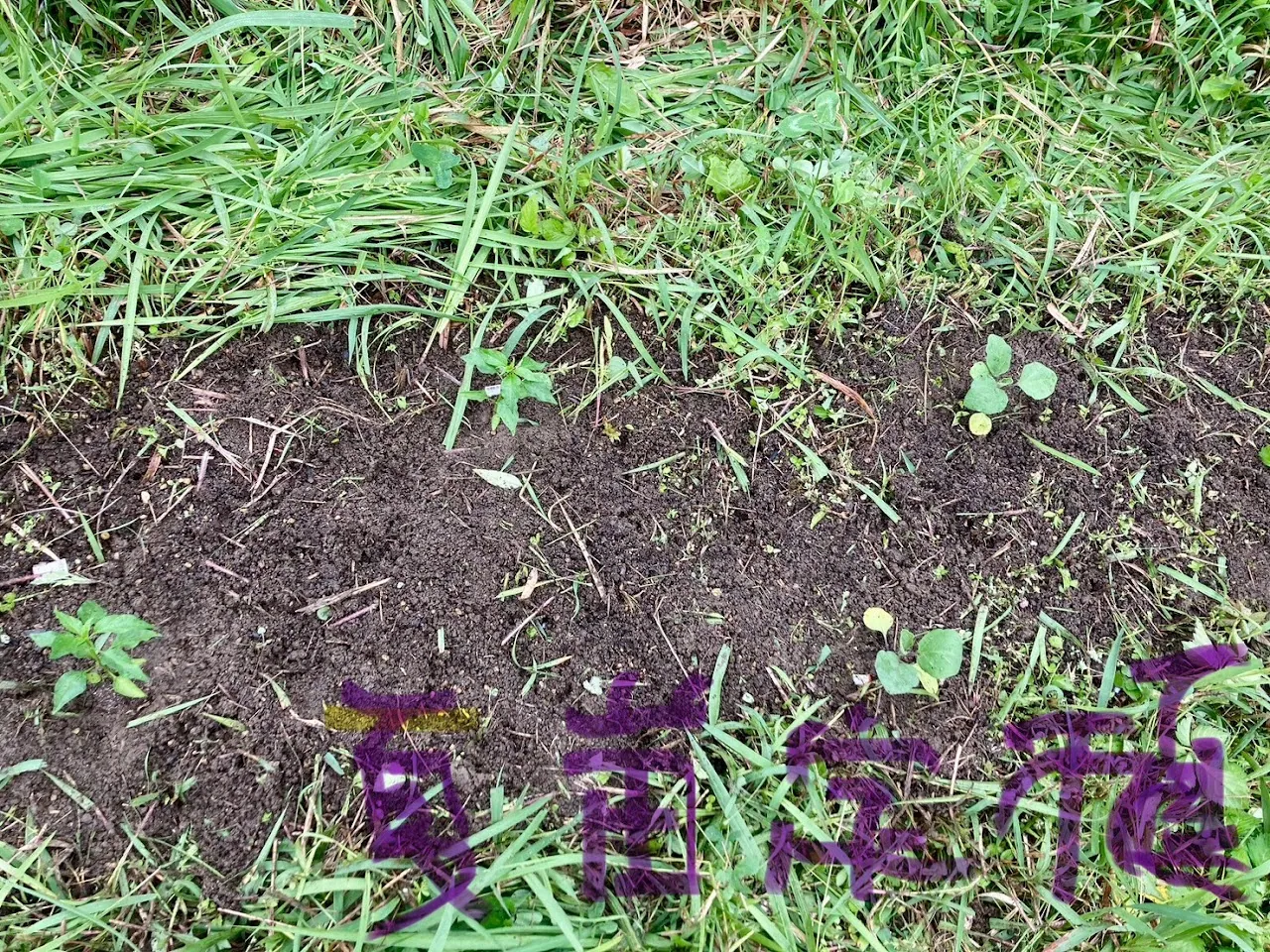 こども農園 活動記録 2025の写真