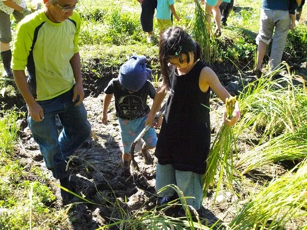 こども農園 活動記録 2019の写真