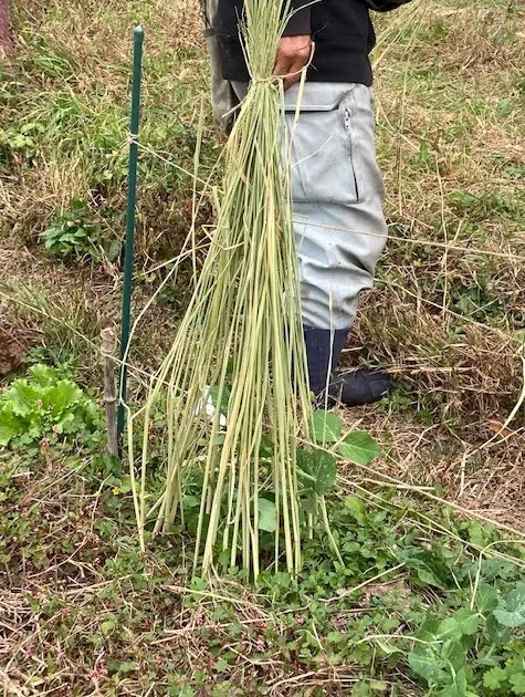 二宮農園 活動記録 2022の写真