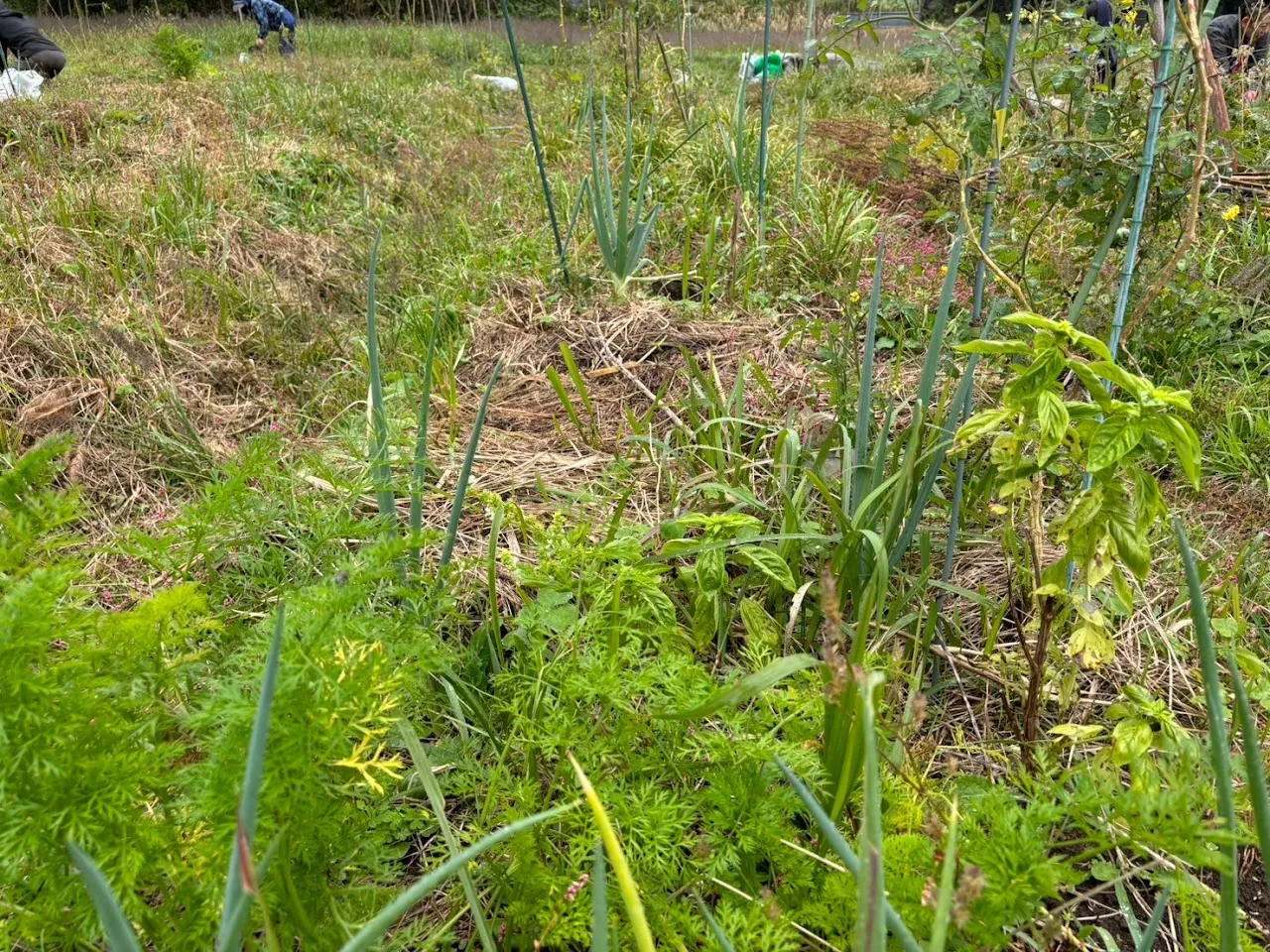 二宮農園 活動記録 2024の写真