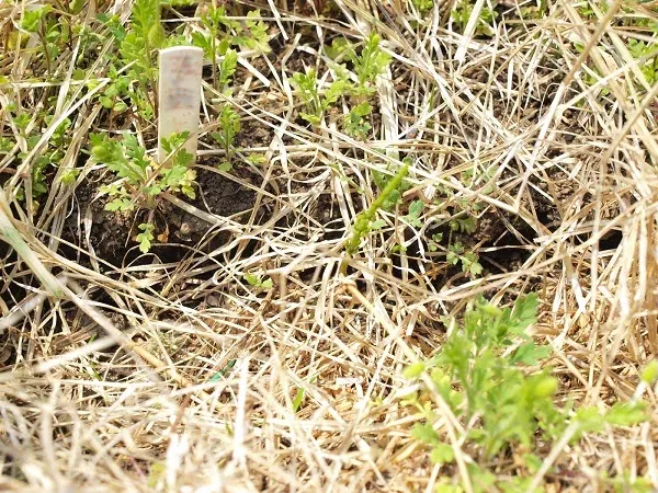 こども農園 活動記録 2020の写真