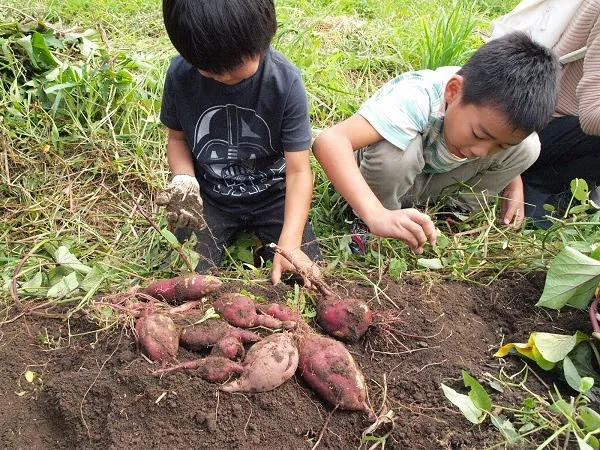 こども農園 活動記録 2019の写真