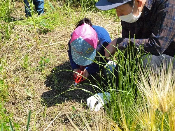 こども農園 活動記録 2020の写真