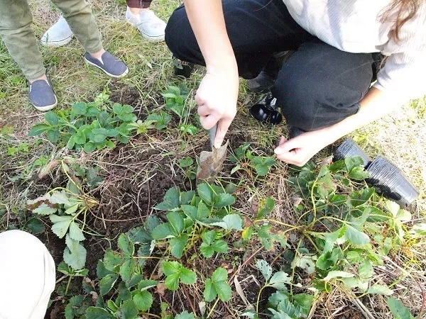 こども農園 活動記録 2019の写真