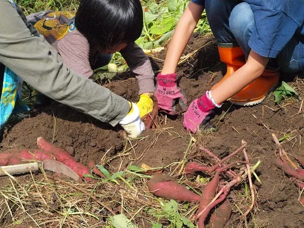 二宮農園 活動記録 2019の写真