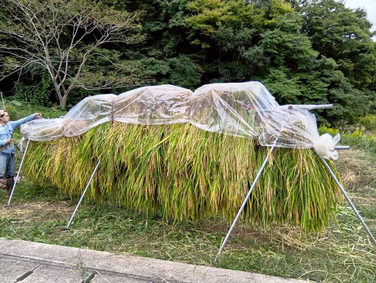 田沢の整備 活動記録 2025の写真