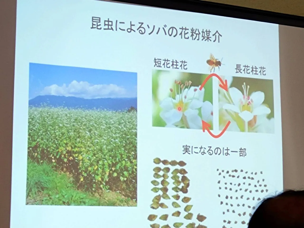 吾妻山棚田の生きもの調査の写真