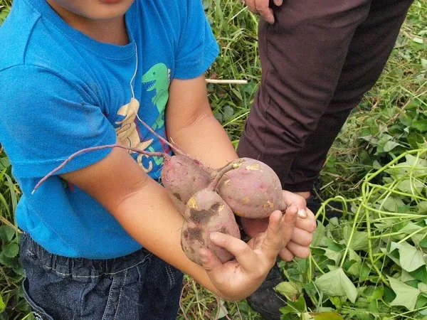 こども農園 活動記録 2019の写真
