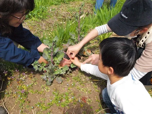 こども農園 活動記録 2020の写真