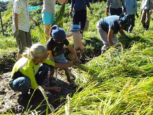 こども農園 活動記録 2019の写真