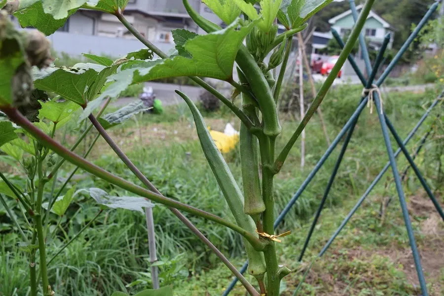 二宮農園 活動記録 2021の写真