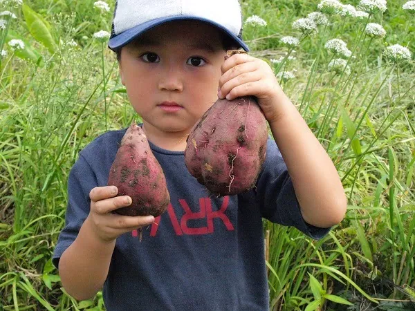 こども農園 活動記録 2019の写真