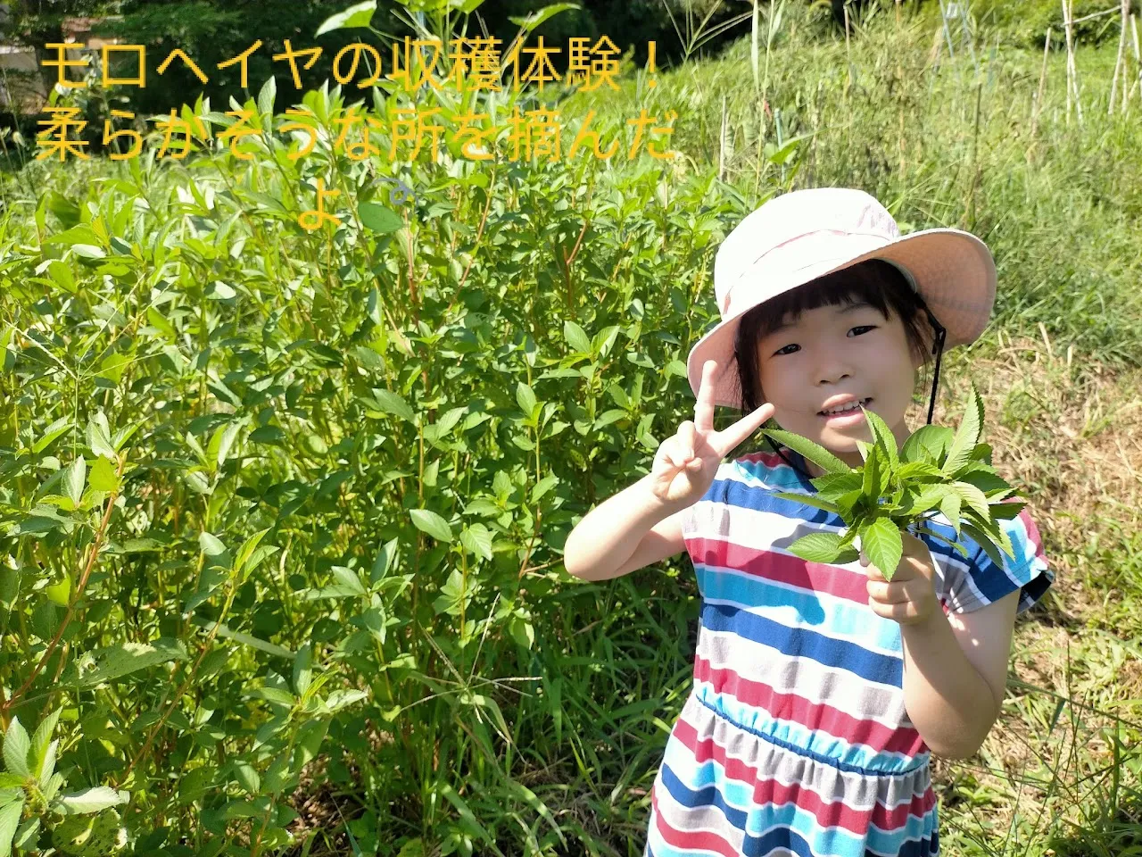 こども農園 活動記録 2024の写真