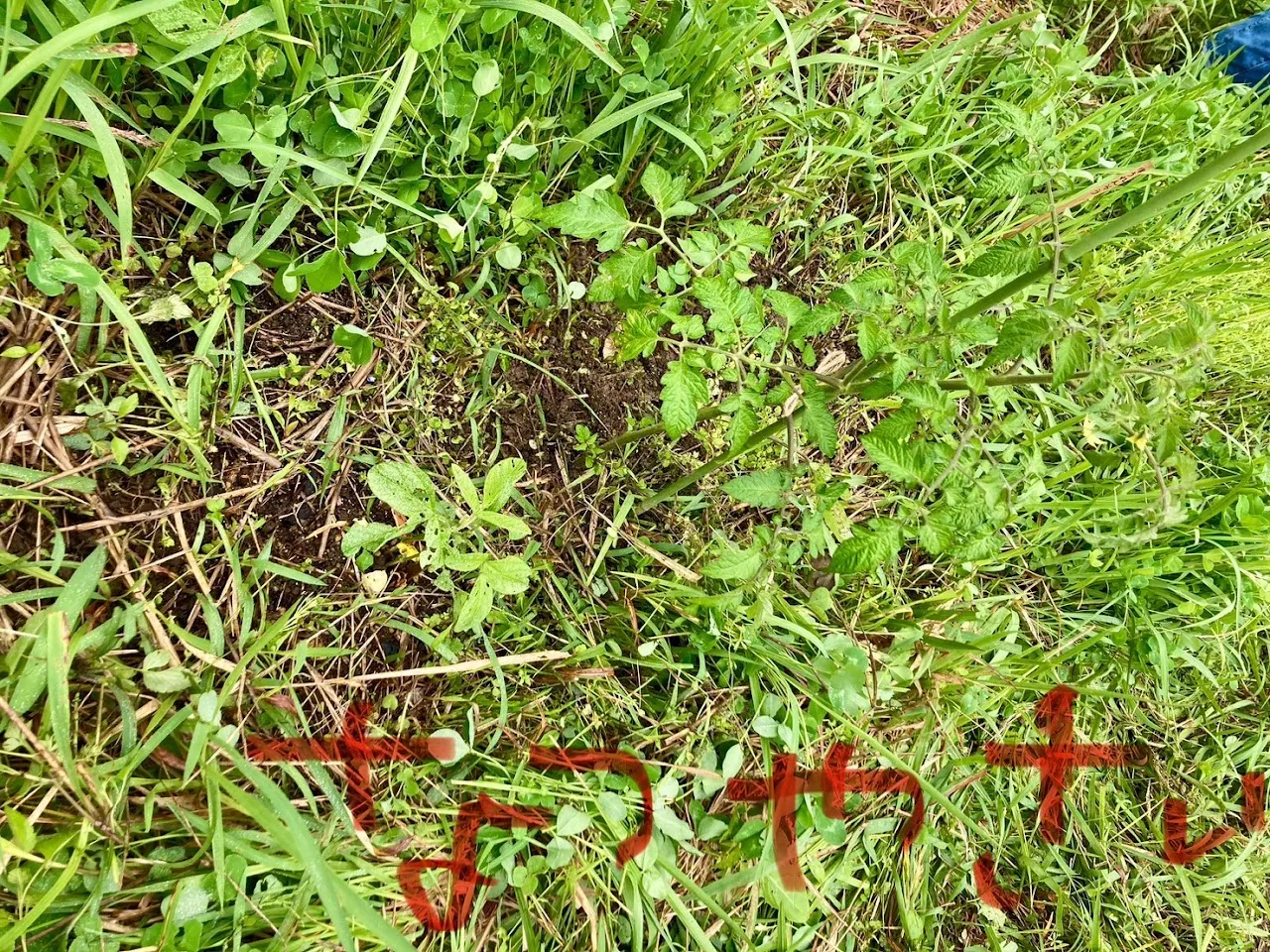 こども農園 活動記録 2025の写真