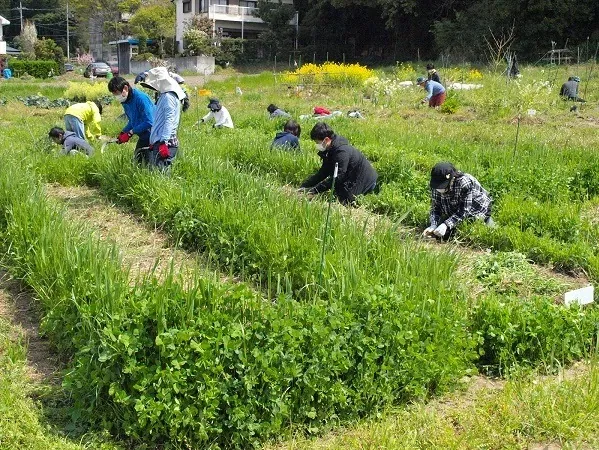 二宮農園での畑仕事の様子