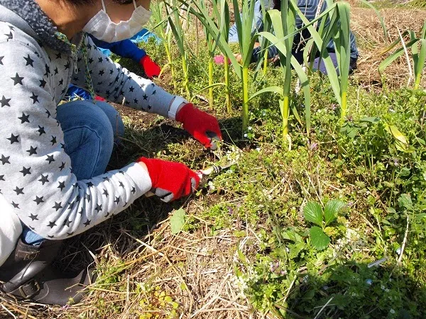 二宮農園 活動記録 2018の写真