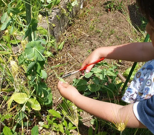 こども農園 活動記録 2019の写真