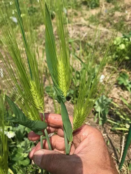 こども農園 活動記録 2019の写真