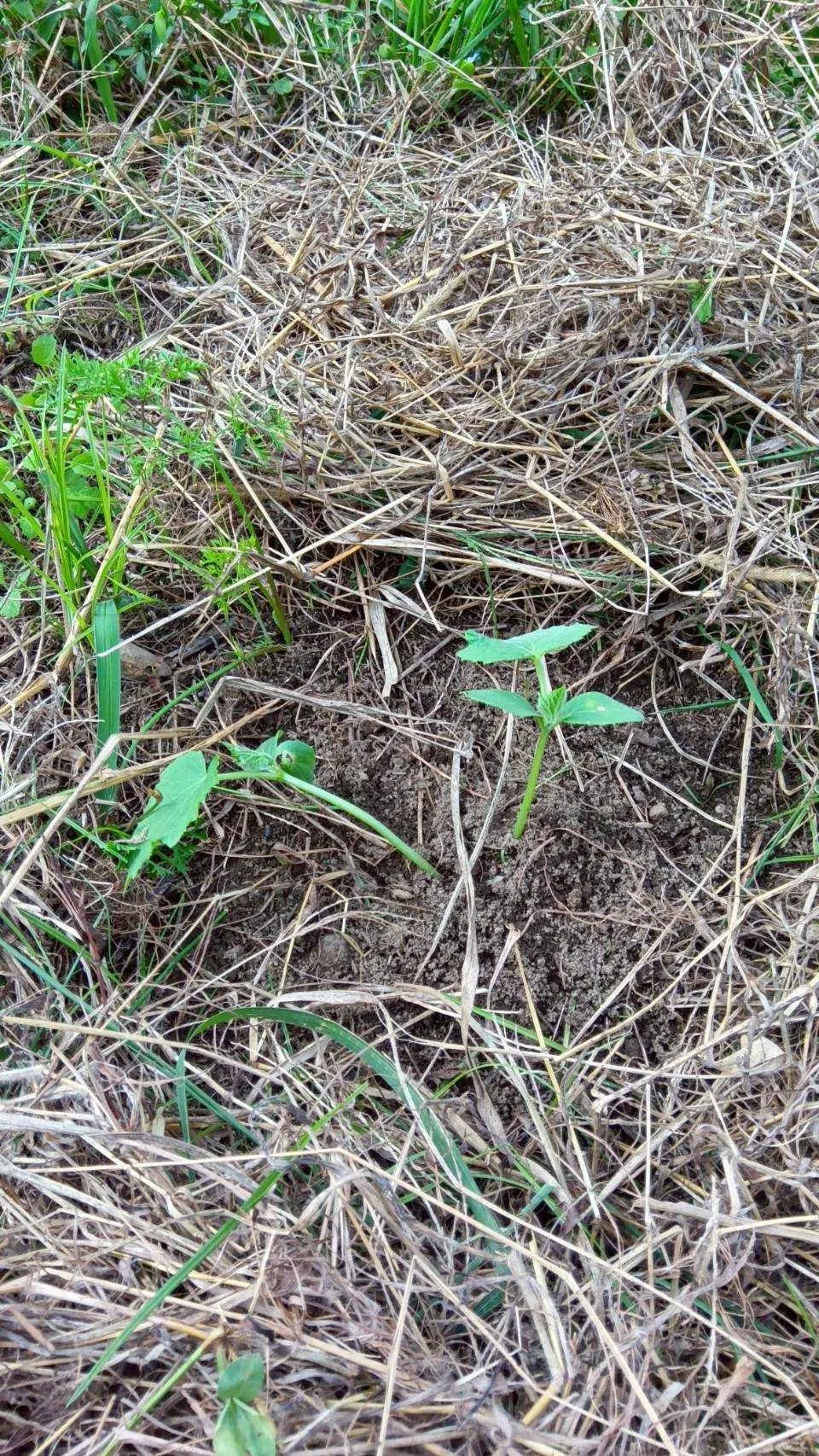 二宮農園 活動記録 2025の写真