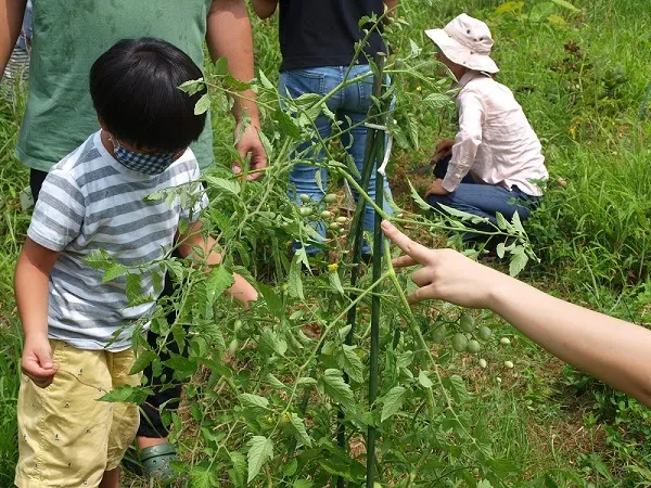 こども農園 活動記録 2020の写真