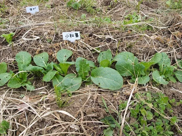 二宮農園 活動記録 2019の写真